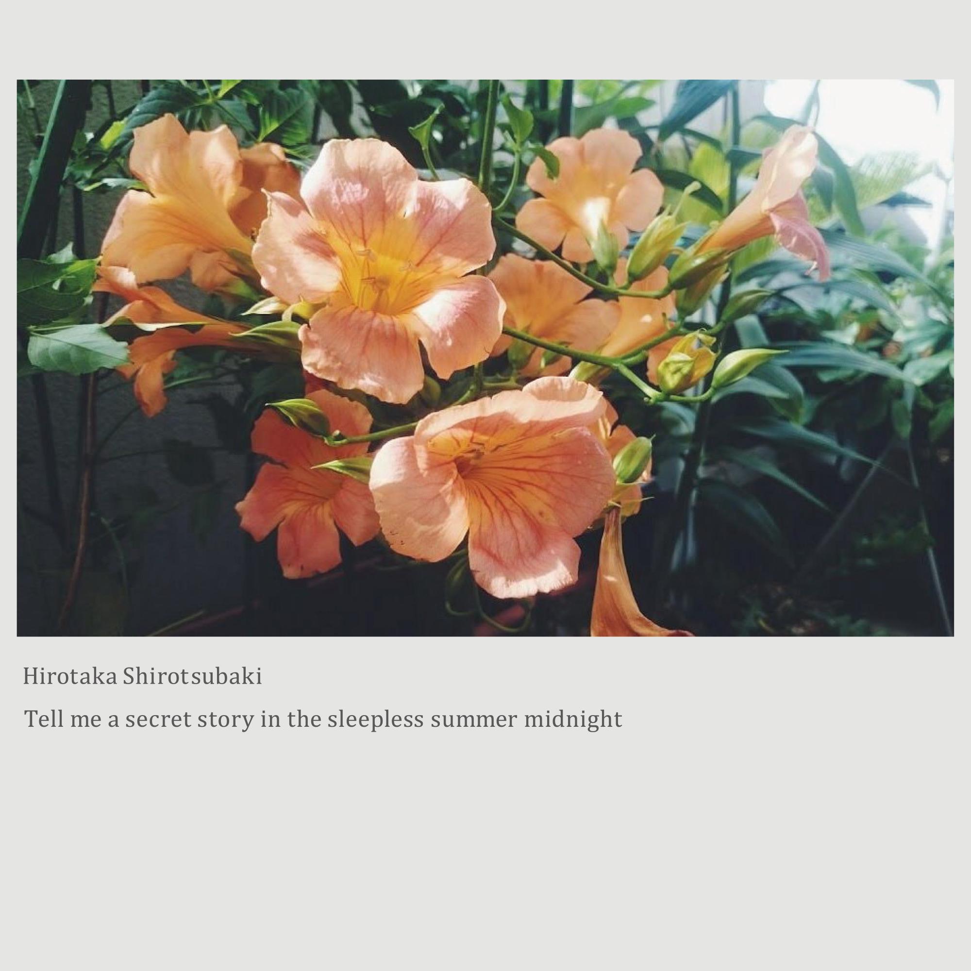 Tell me a secret story in the sleepless summer midnight