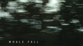 Whale Fall专辑