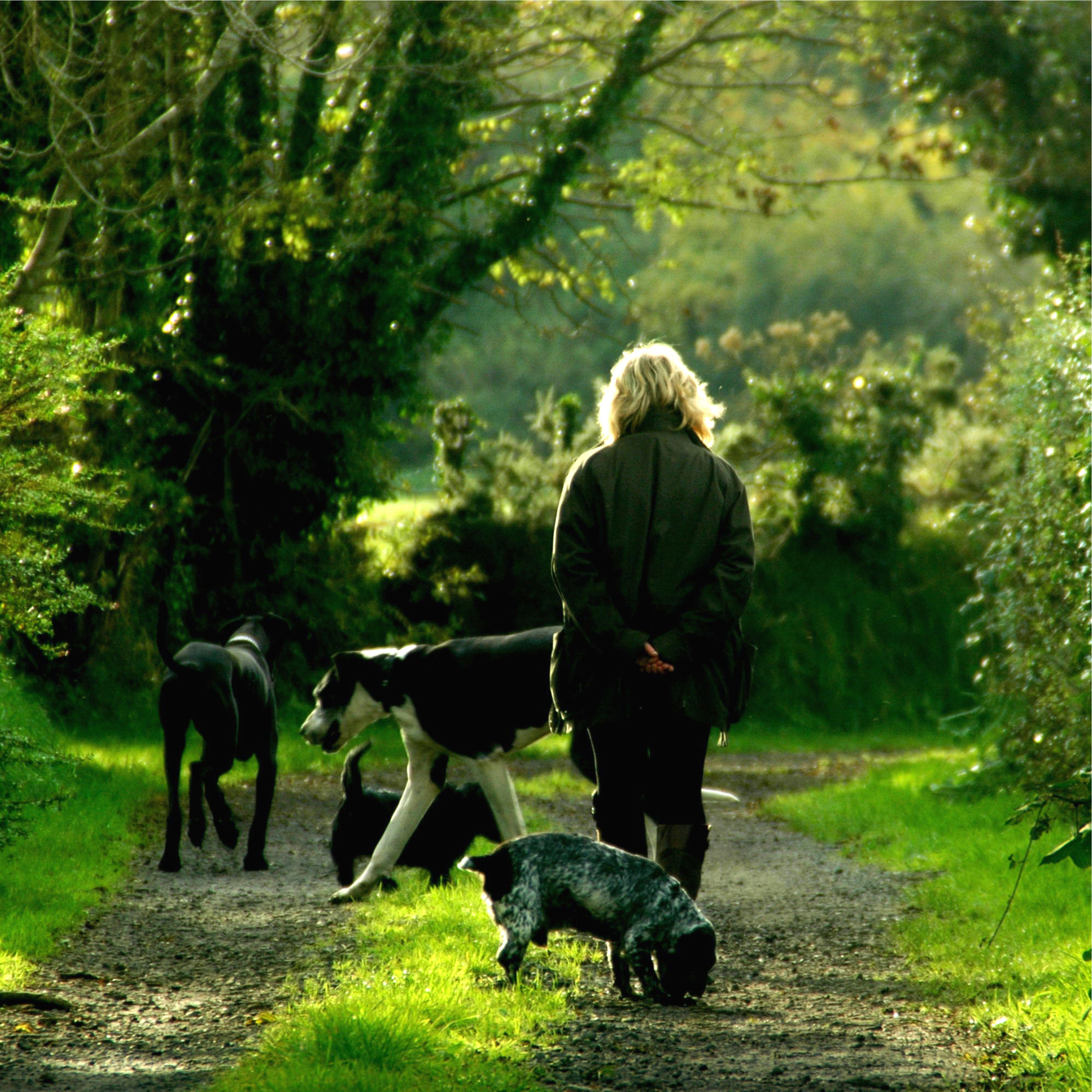 Music For Dogs Peace - Yoga Relaxation