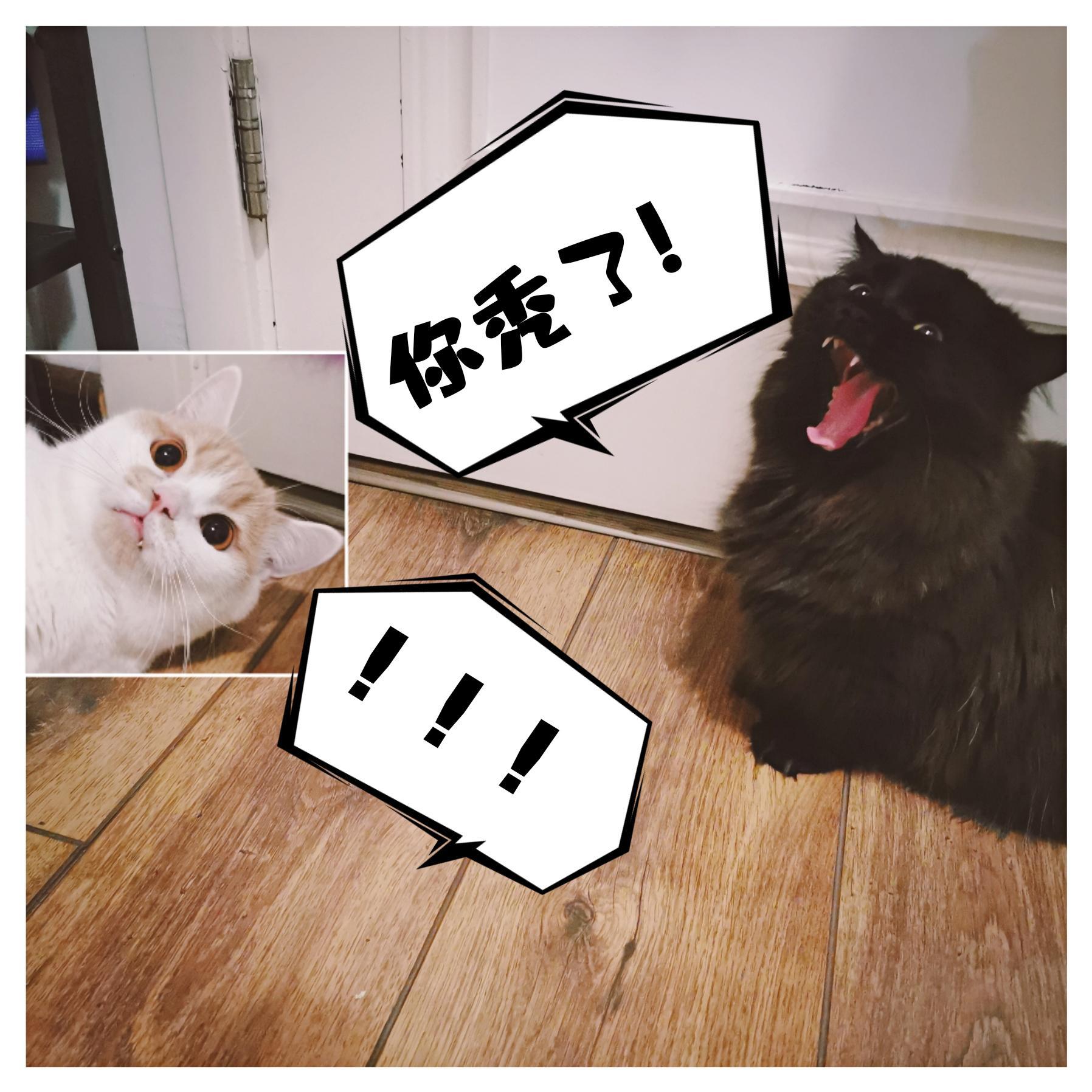 【匀子x嘟比】别动我头发