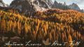 Autumn leaves don't fall专辑