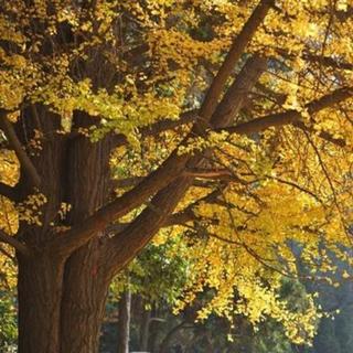 川大原创音乐人代表作