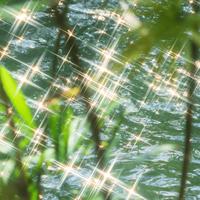 青鸢Aurora - 花落无声