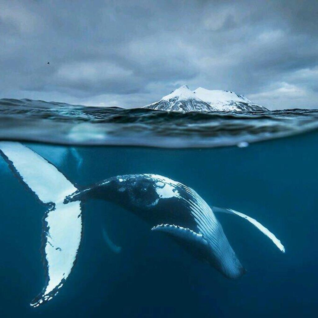 52Hz Whale
