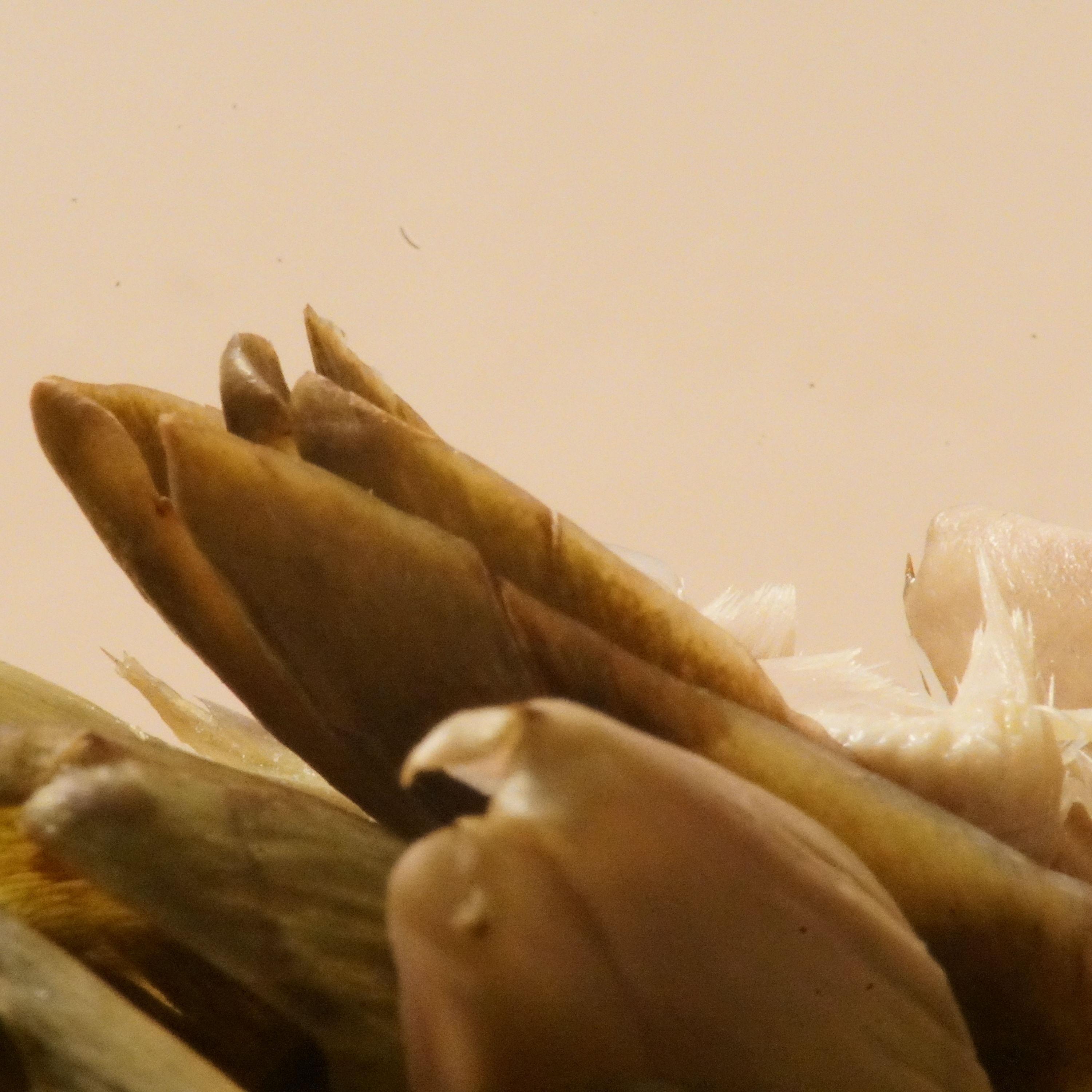 Disquieting Strangeness of Sepia Microcosmos