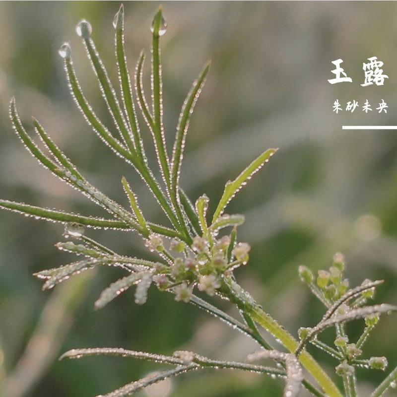 玉露