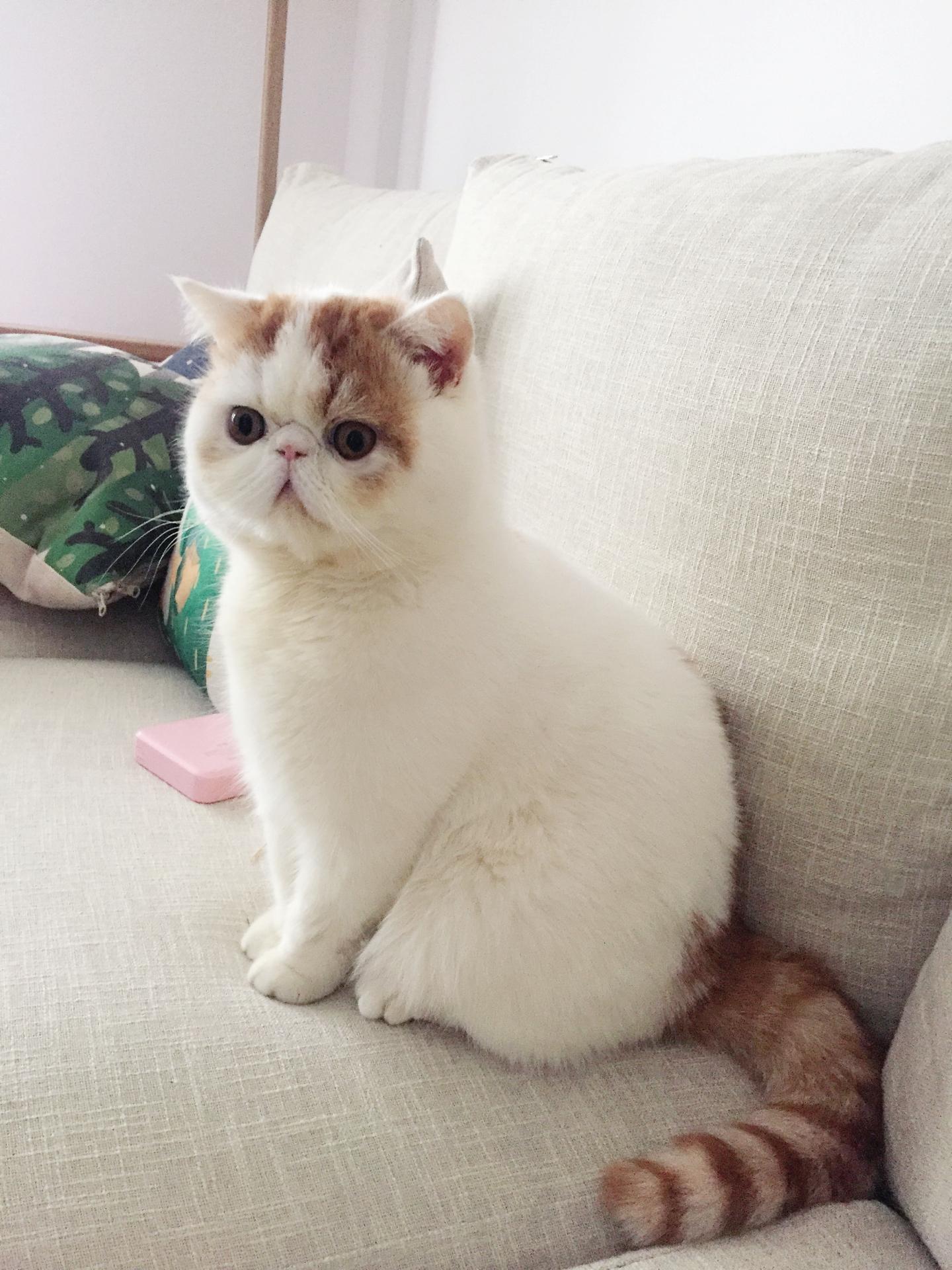 书的世界 - 出走加菲/王佳妮 - 单曲 - 网易云音乐