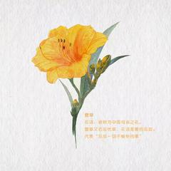 萱草花