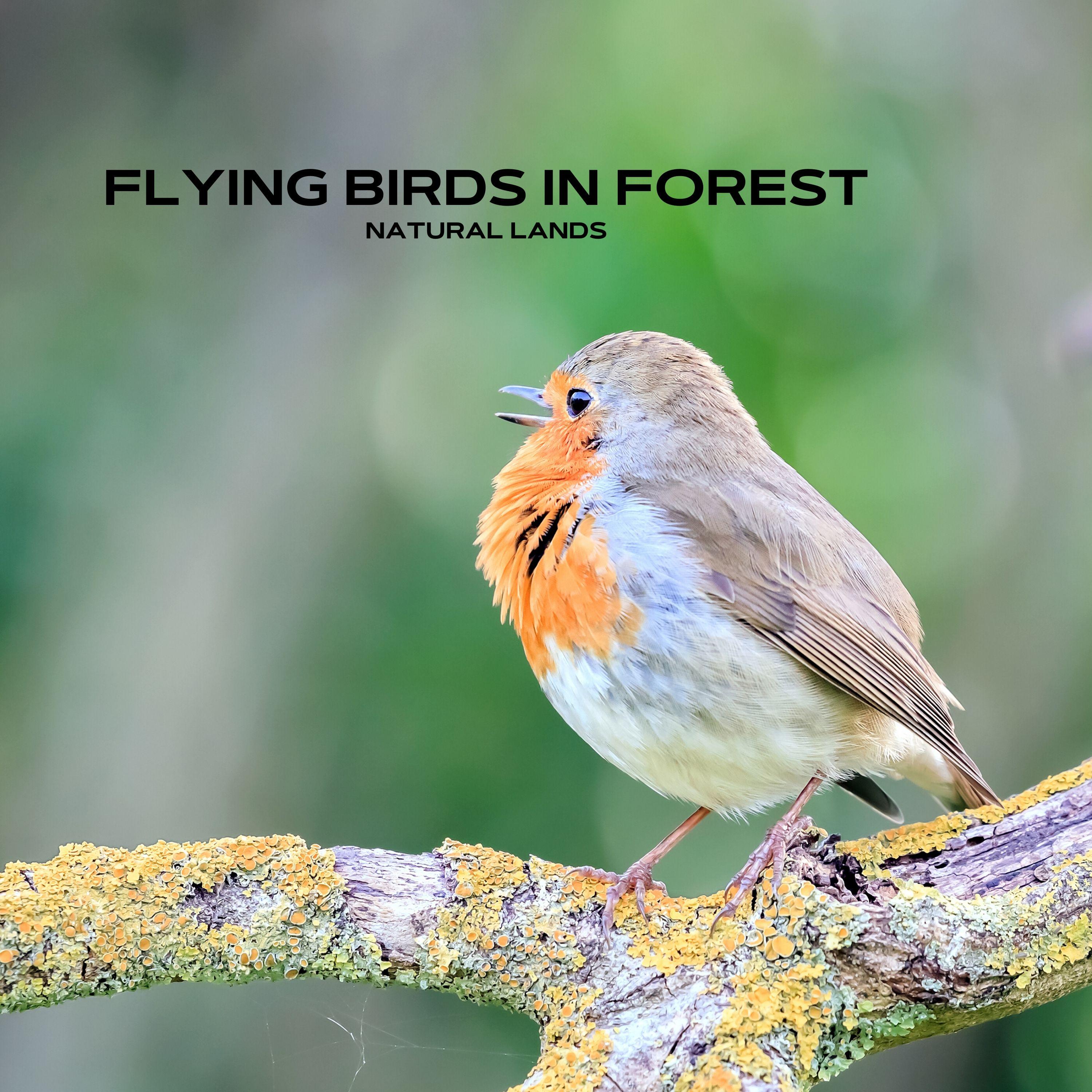 Flying Birds in Forest - Natural Lands