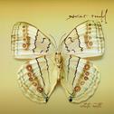 White Moth专辑