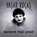 Bahçede Yeşil Çınar