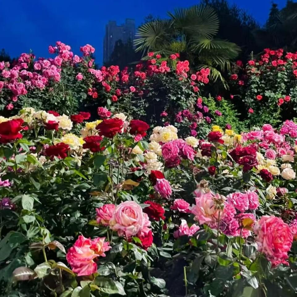 先说爱的人为什么先离开 田园