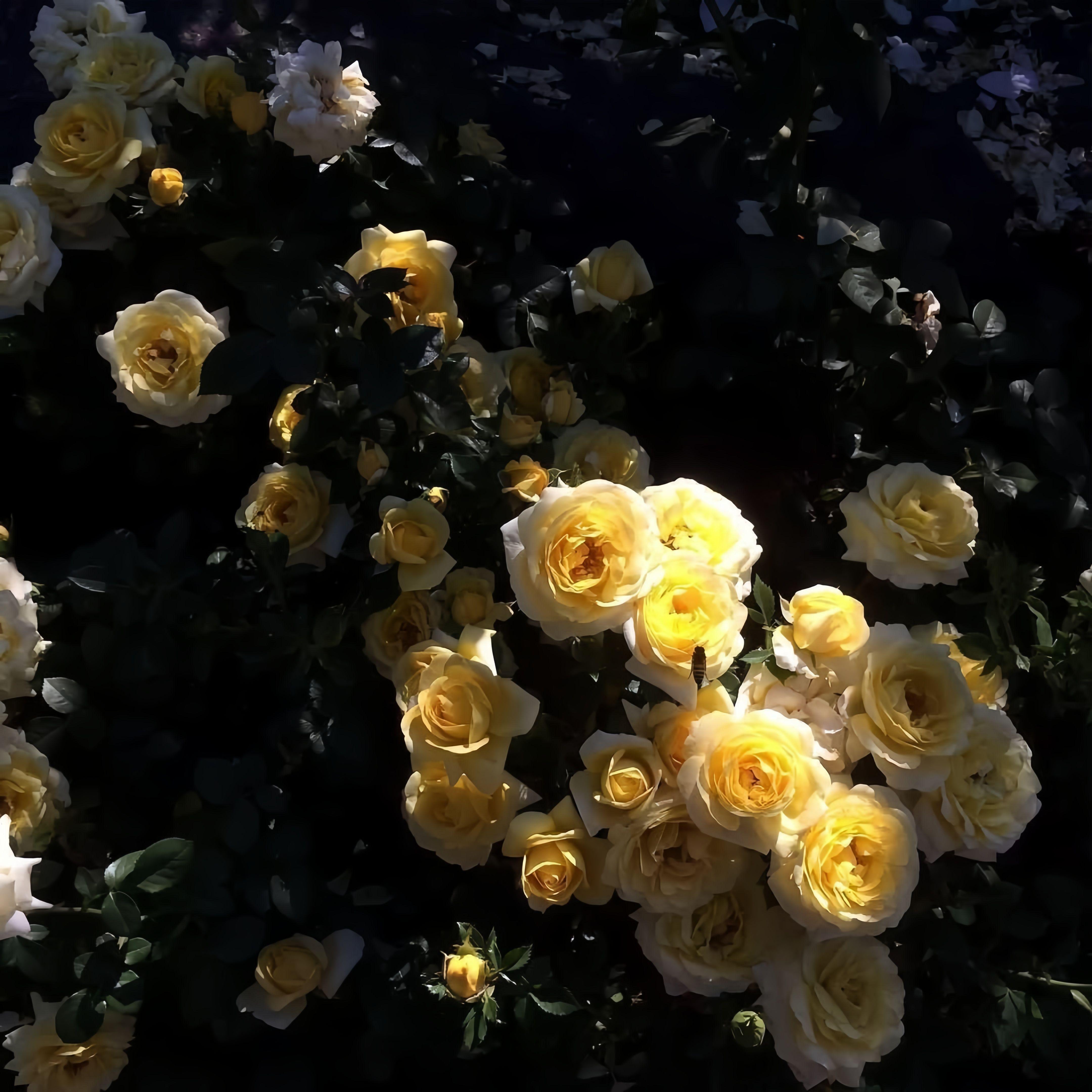 Kina－Can We Kiss Forever（CVPPY Remix）