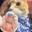 橘via