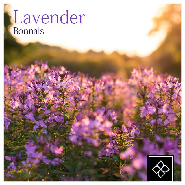 Lavender专辑