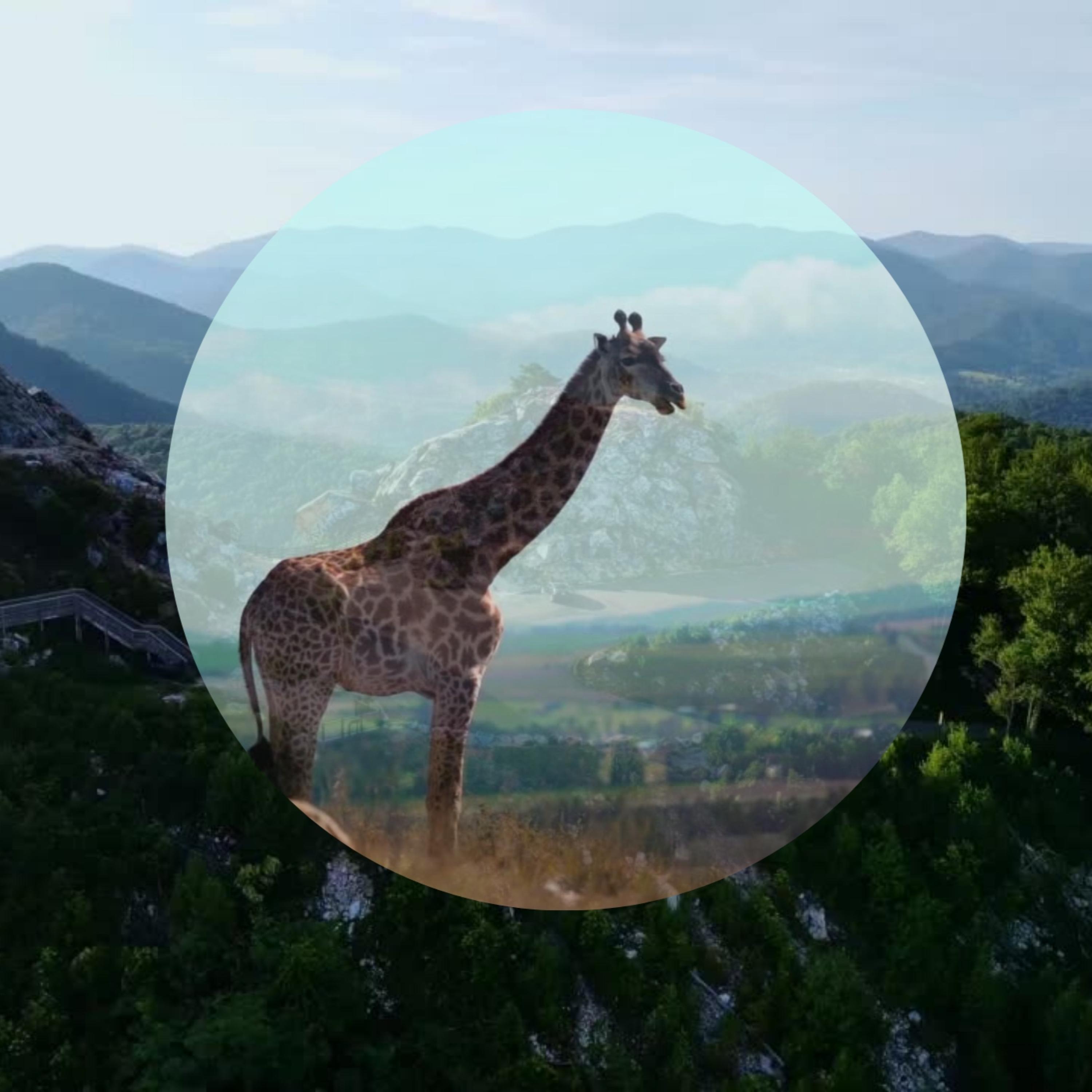 Wild Life