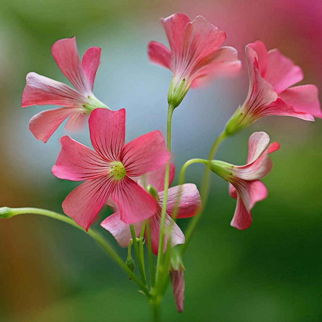 花盛开