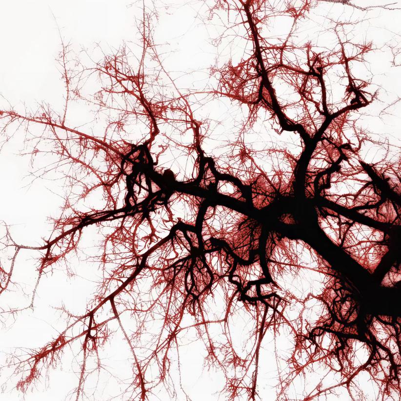 你 是我唯一的明媚