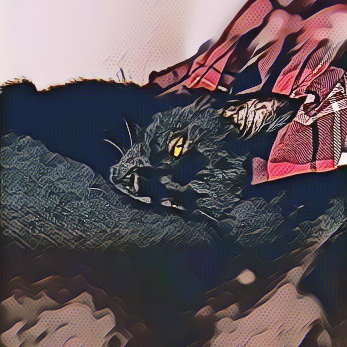 杨智炫（猫叔）《黑猫》