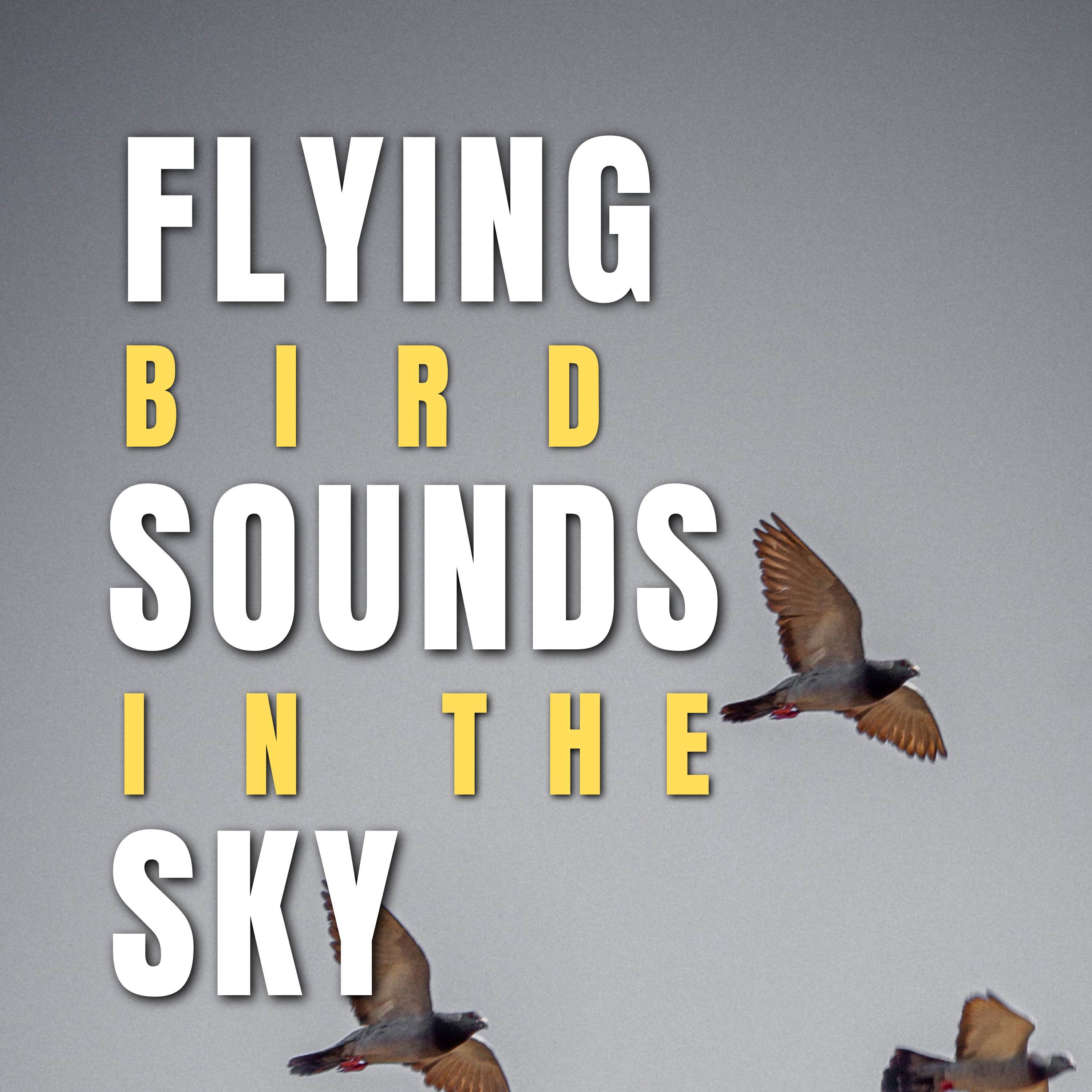 歌手:bird sounds 所属专辑:flying bird sounds in the sky 播放