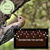 Warm Fire Nature Sounds - The Birds Audio Creator