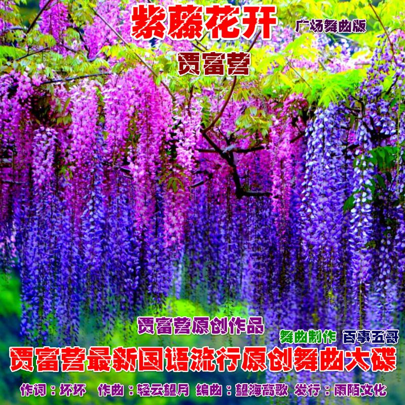 贾富营（紫藤花开）广场舞曲版专辑