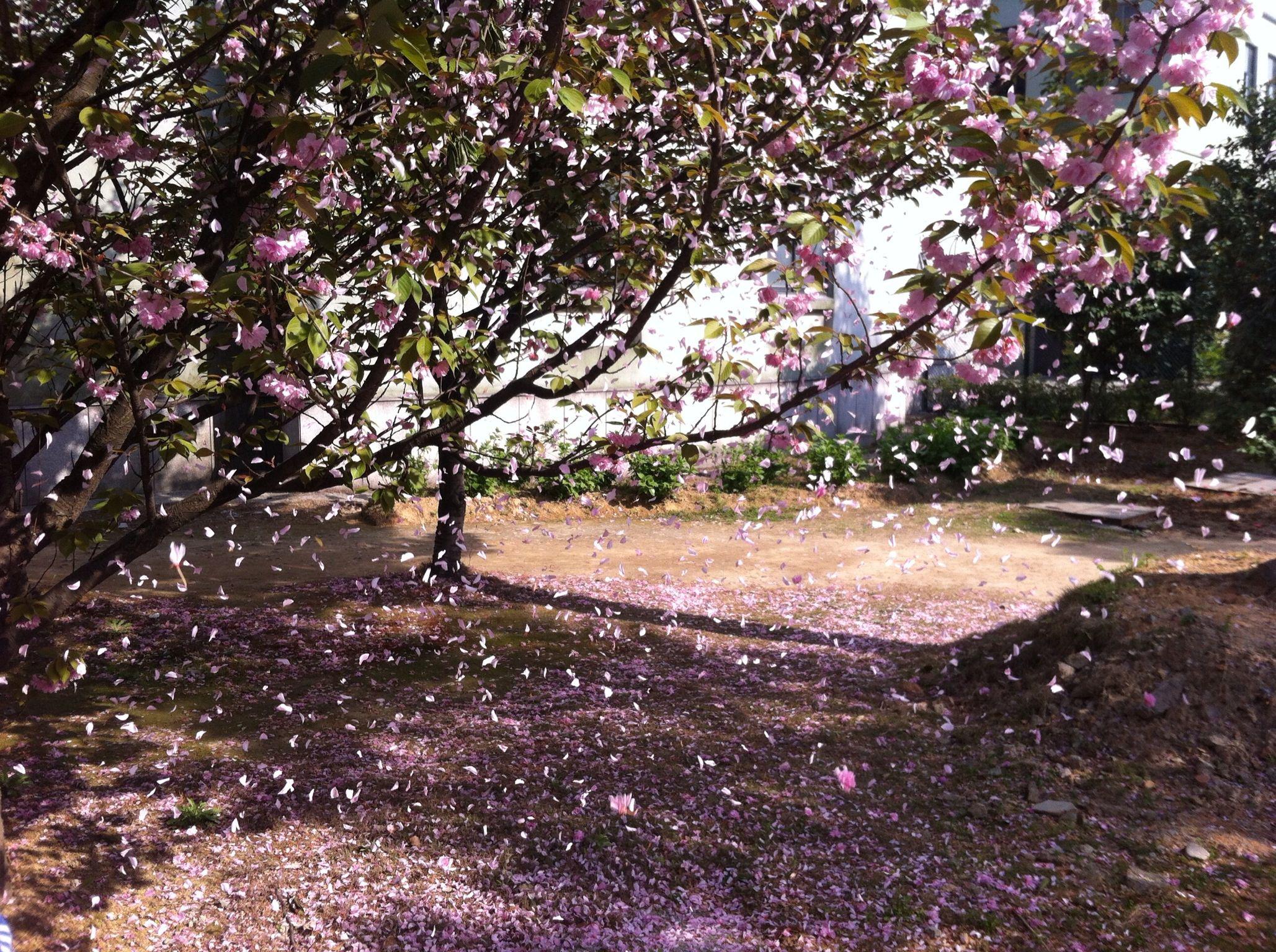 樱花雨专辑