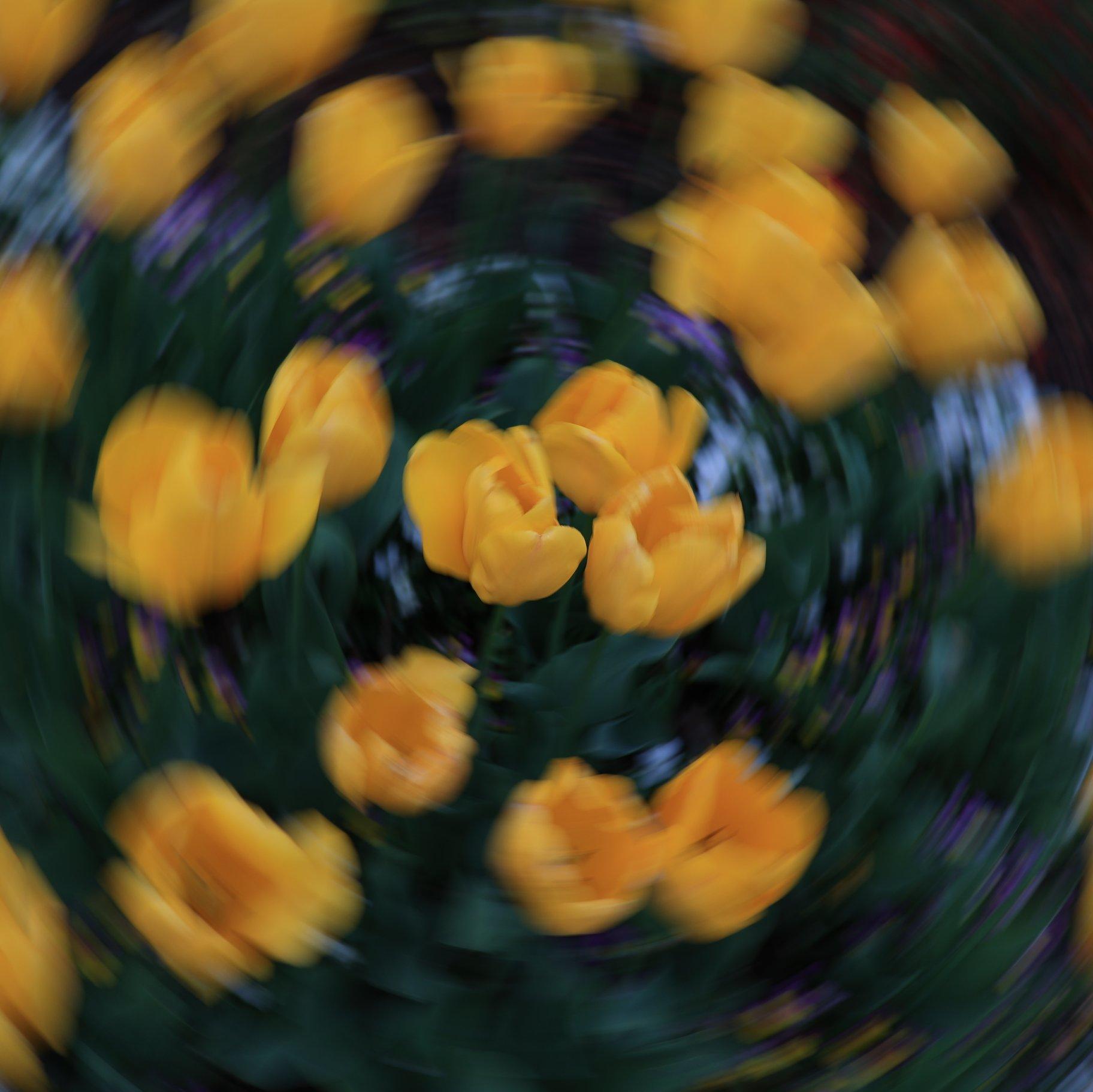 春（spring）