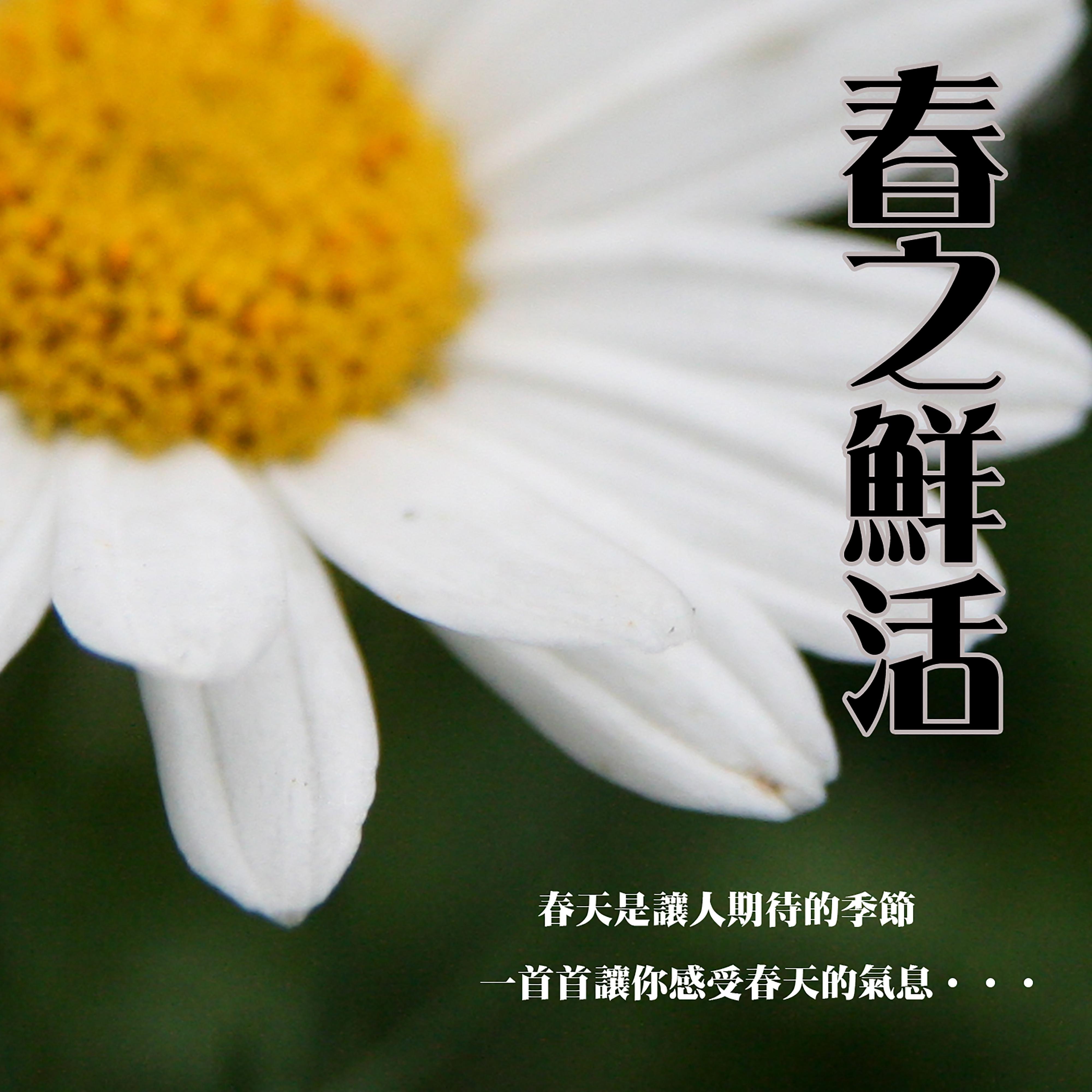 MIKA STUDIO歌曲封面
