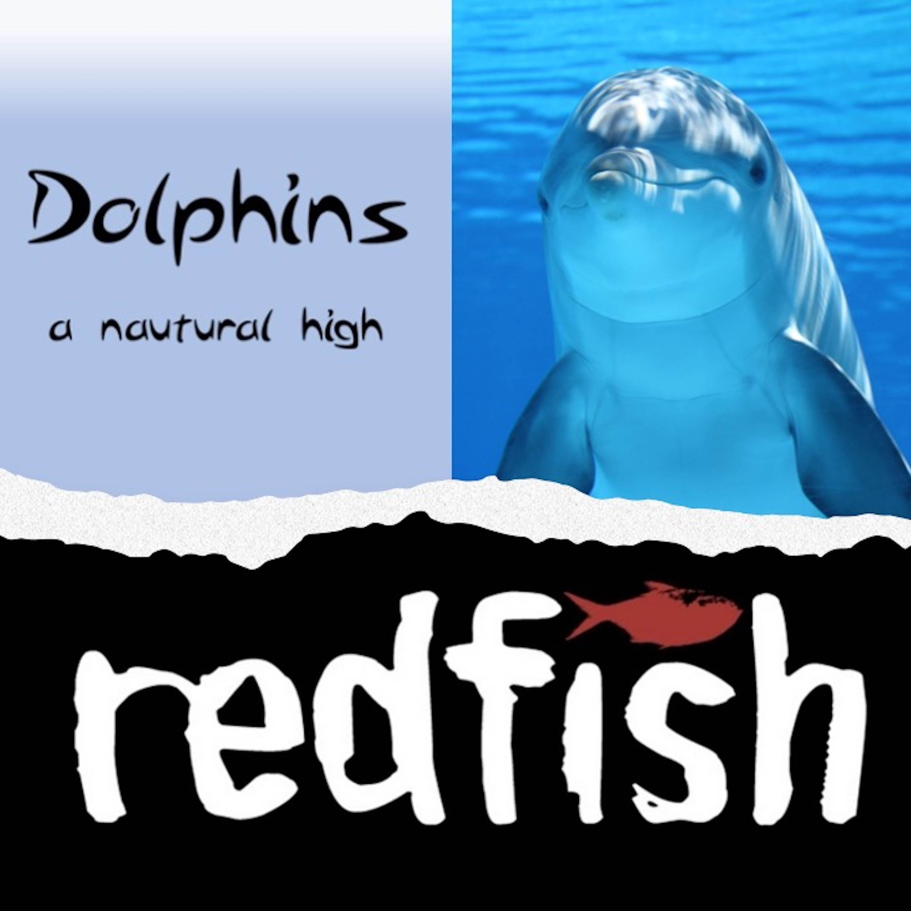 Dolphins - A Natural High