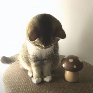 「或许你是青春物语里的伤物语」