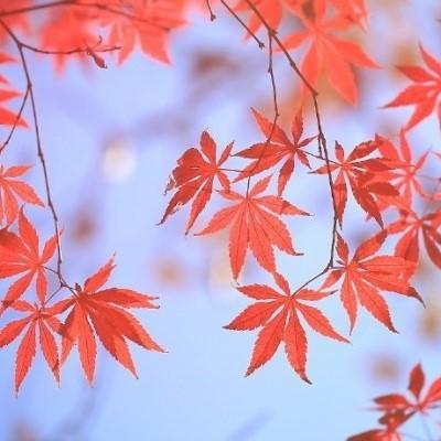 我还记得那天（惆怅的枫叶）