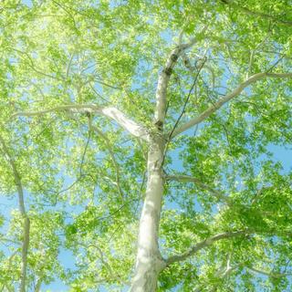 小众轻音乐「愿你像风一样自由」