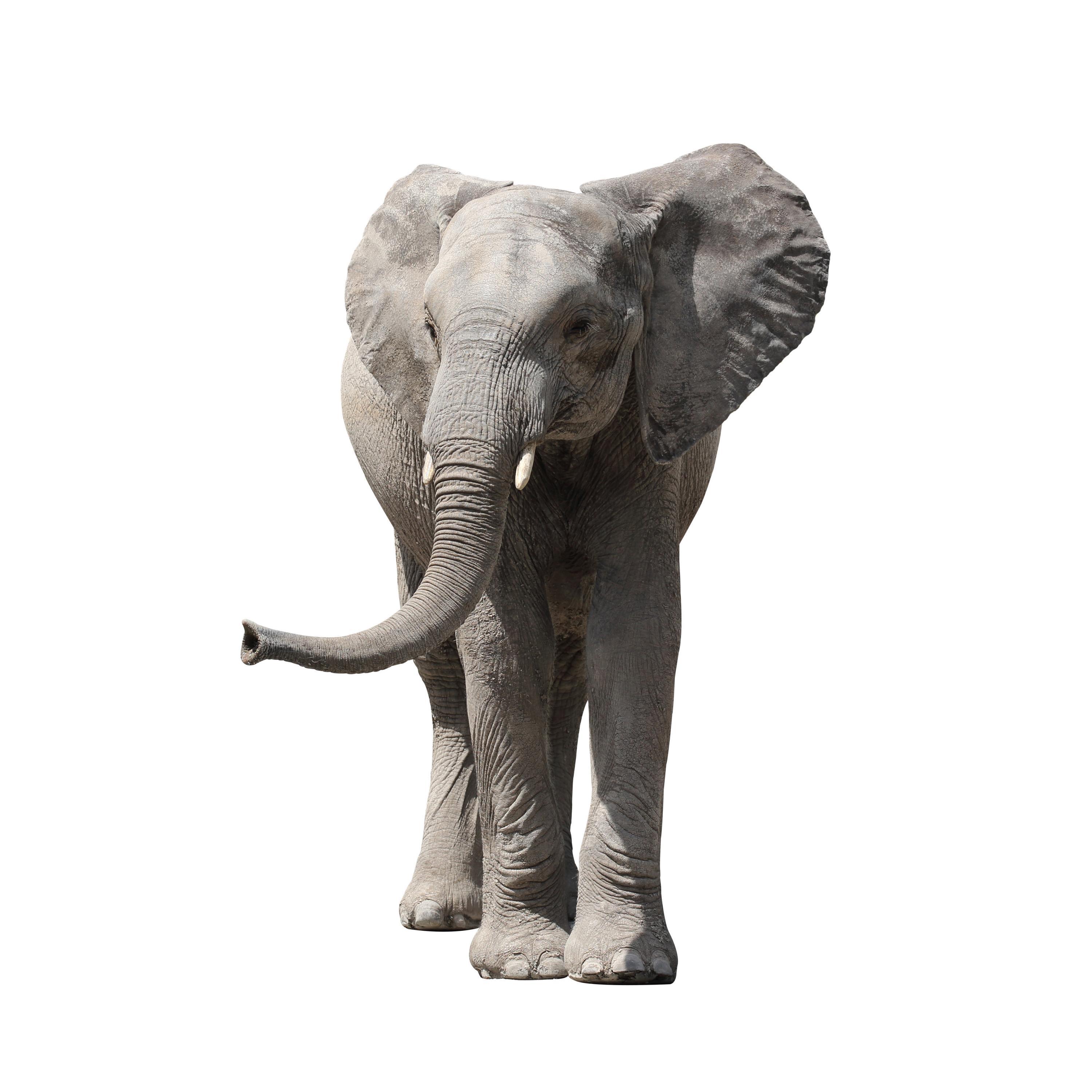 les éléphants