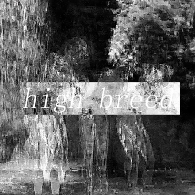 High breed