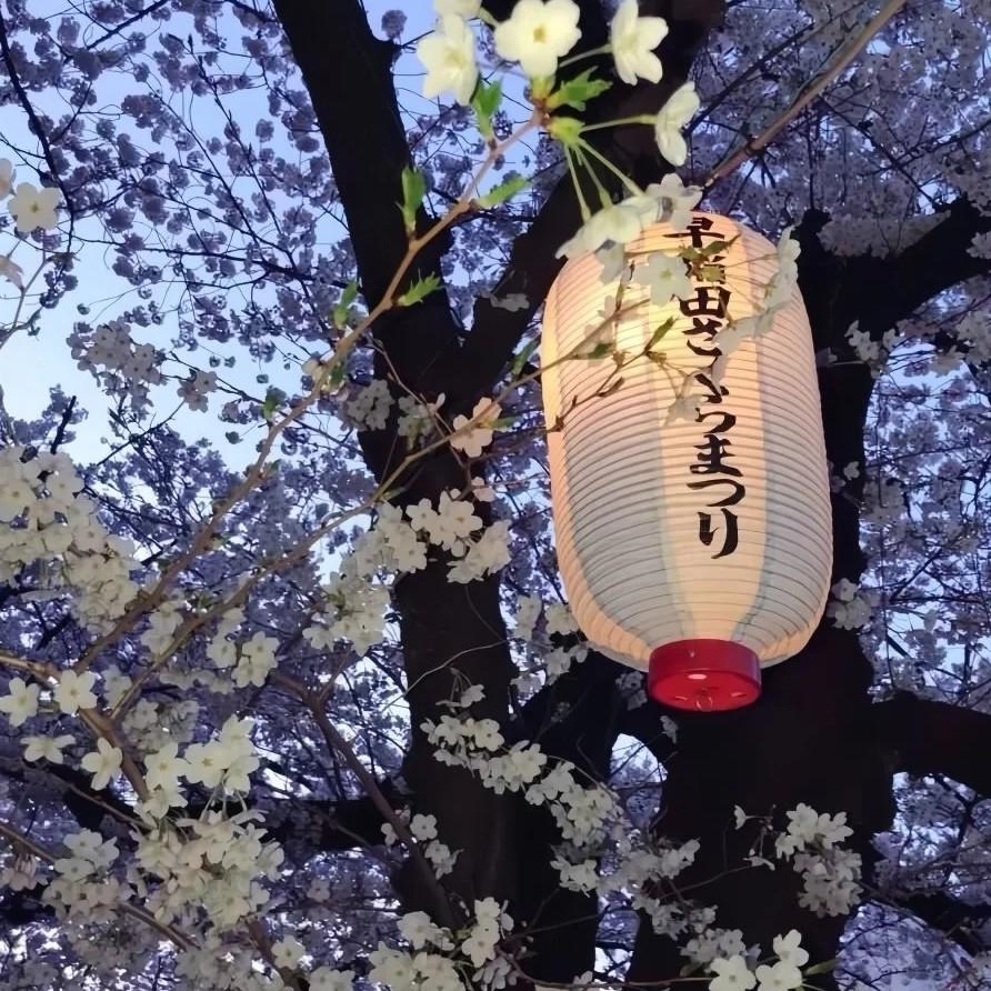 四点海棠花未眠 渡