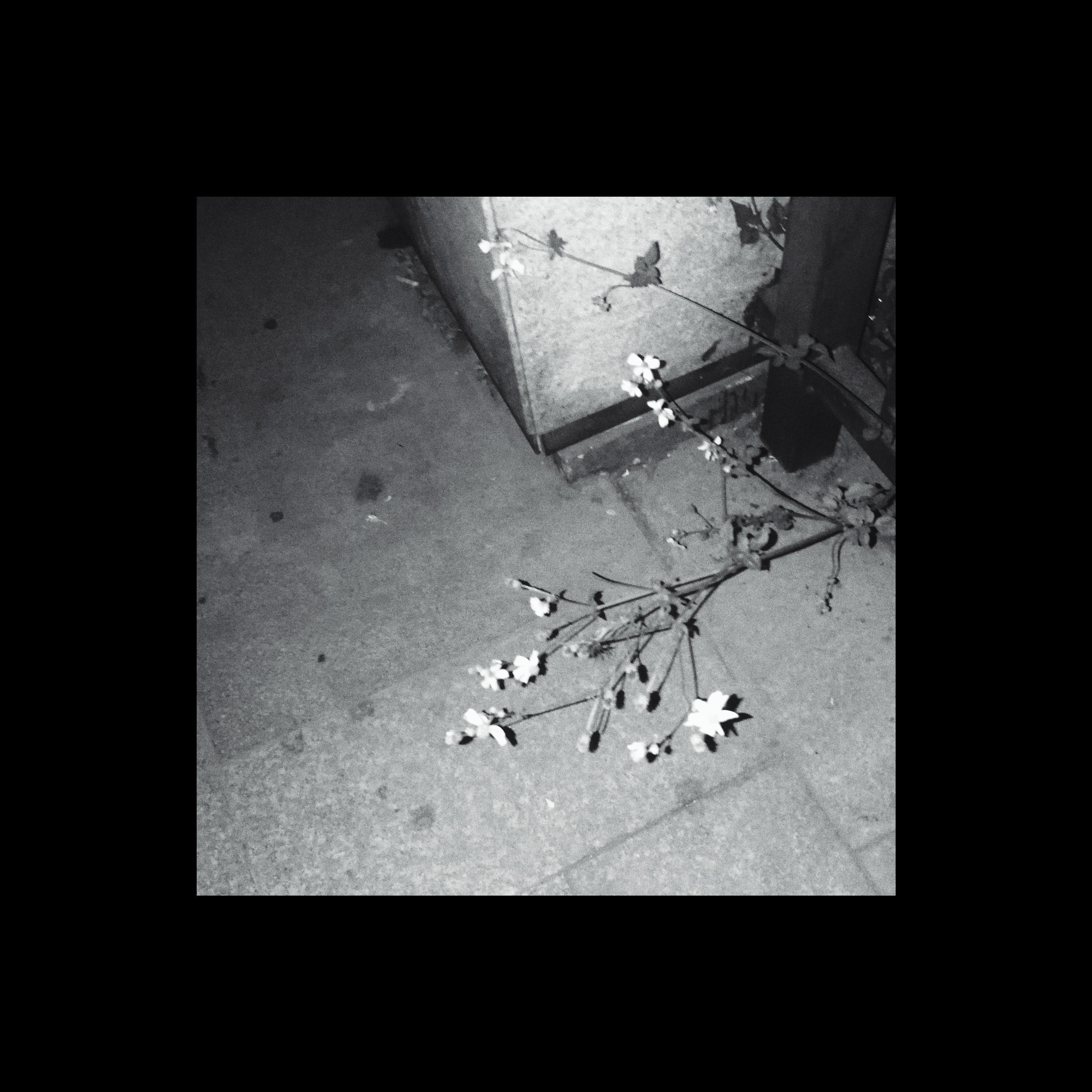 复习周不知道叫啥