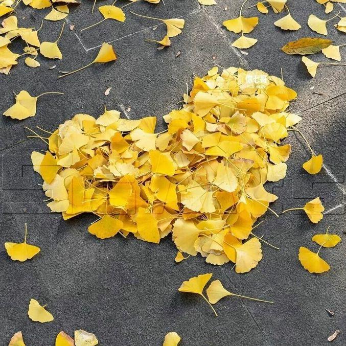 【初三的六一儿童节】主题曲《心之彼岸》—J.x陈建新