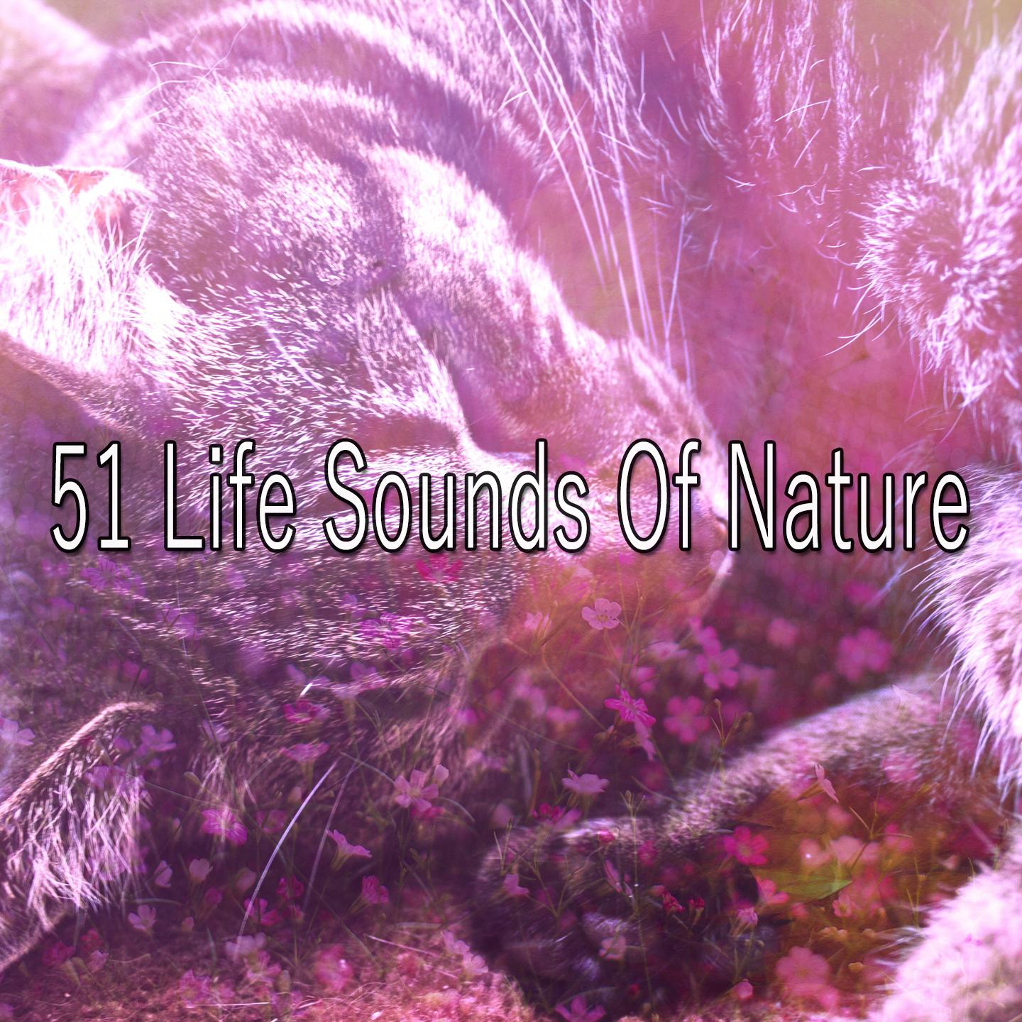 51 Life Sounds Of Nature专辑