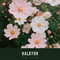halcyon (可馨花)专辑