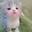 只是一只猫pp