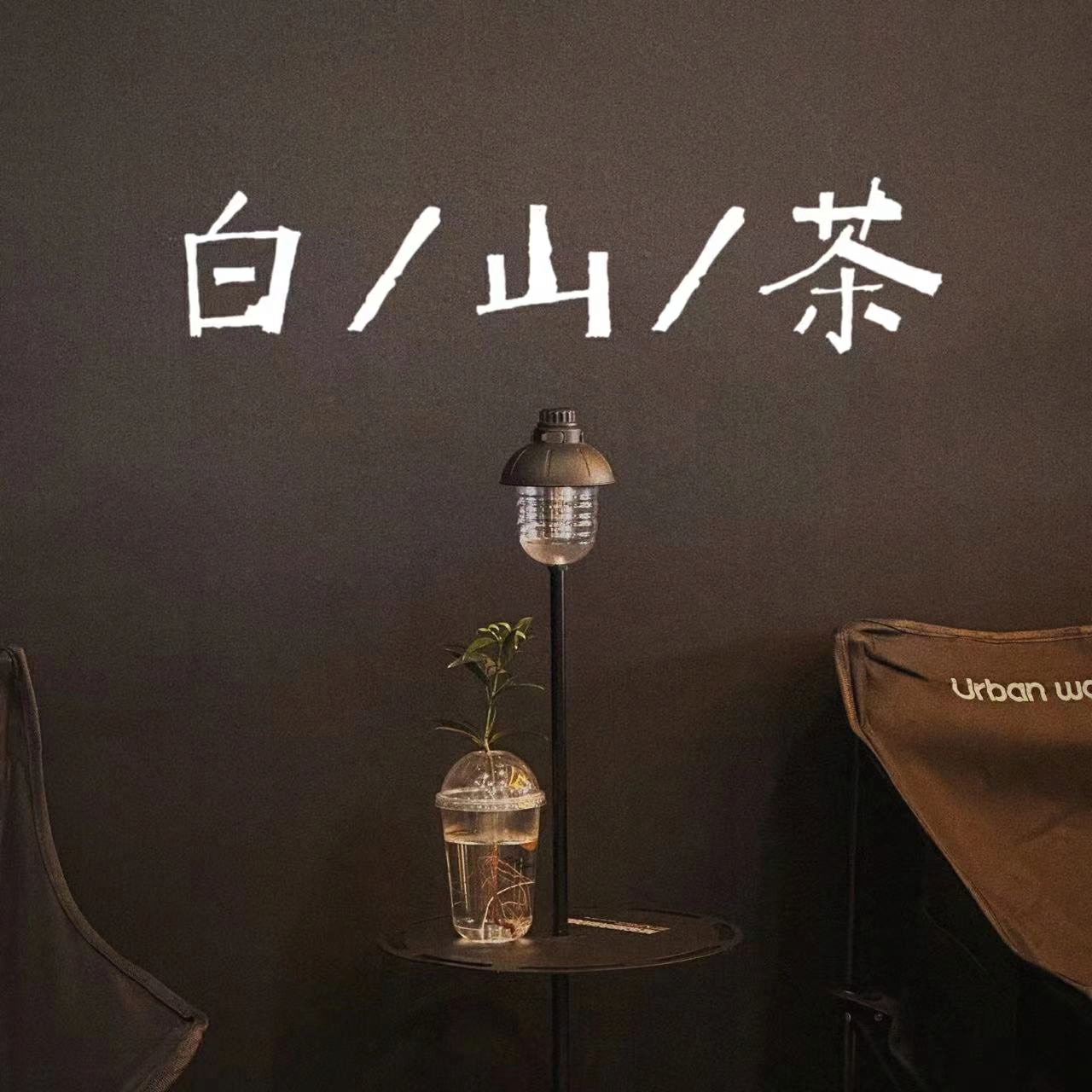 白山茶