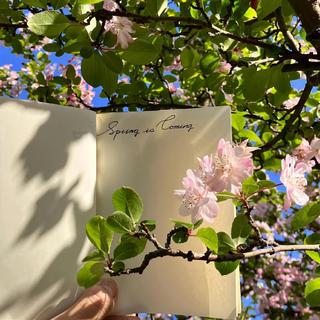 森林净化曲 | 宁静芬芳 和风吹拂沉醉花香