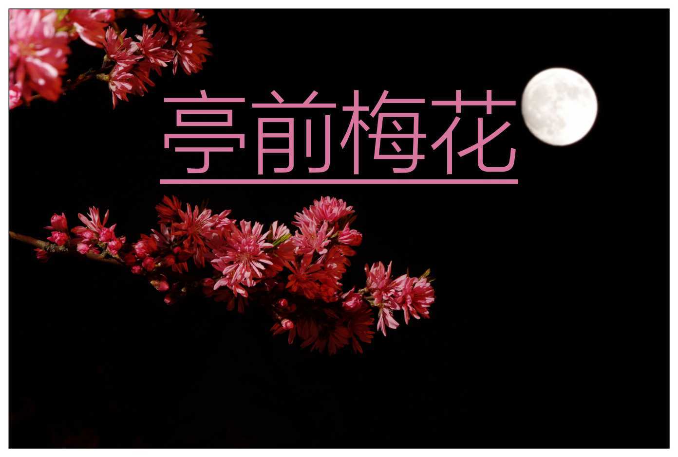 亭前梅花 （洛天依版）