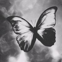 贾子叶 - But Butterfly(伴奏) 制作版