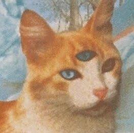 做 我 的 貓（持续更新）