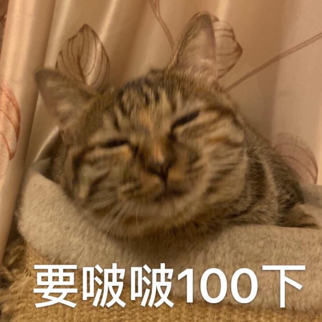失眠必备｜呼噜噜…在你身旁安睡(*´ω｀*)