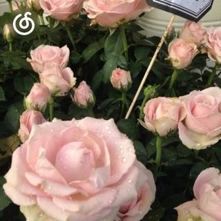 法国流行精选|从《la vie en rose》听起