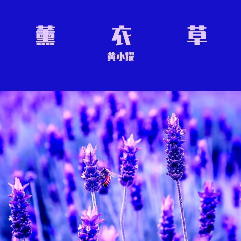 薰衣草