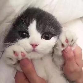 萝莉控养成
